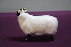 Beswick Sheep 