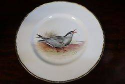 Royal Worcester Signed Plate andquotWhiskered Ternandquot By DCox